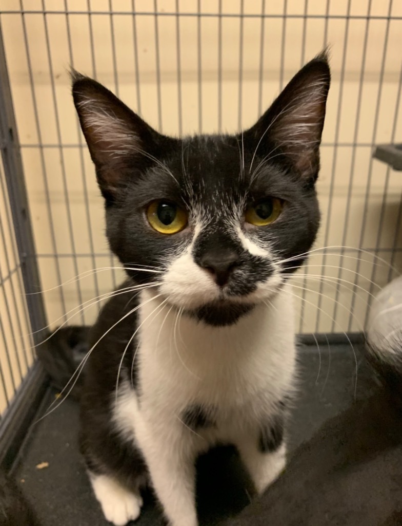 Mari, an adoptable Domestic Short Hair in Portland, IN, 47371 | Photo Image 3