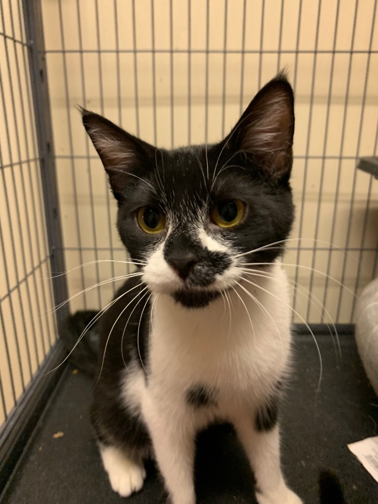 Mari, an adoptable Domestic Short Hair in Portland, IN, 47371 | Photo Image 4