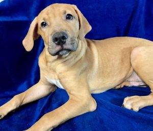 Dog for adoption - Biscuit, a Chocolate Labrador Retriever & Hound Mix