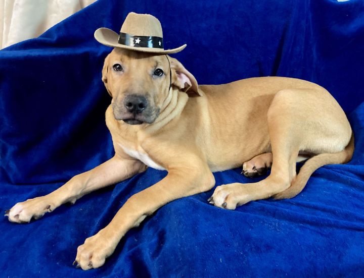 Dog for adoption - Biscuit, a Chocolate Labrador Retriever & Hound Mix