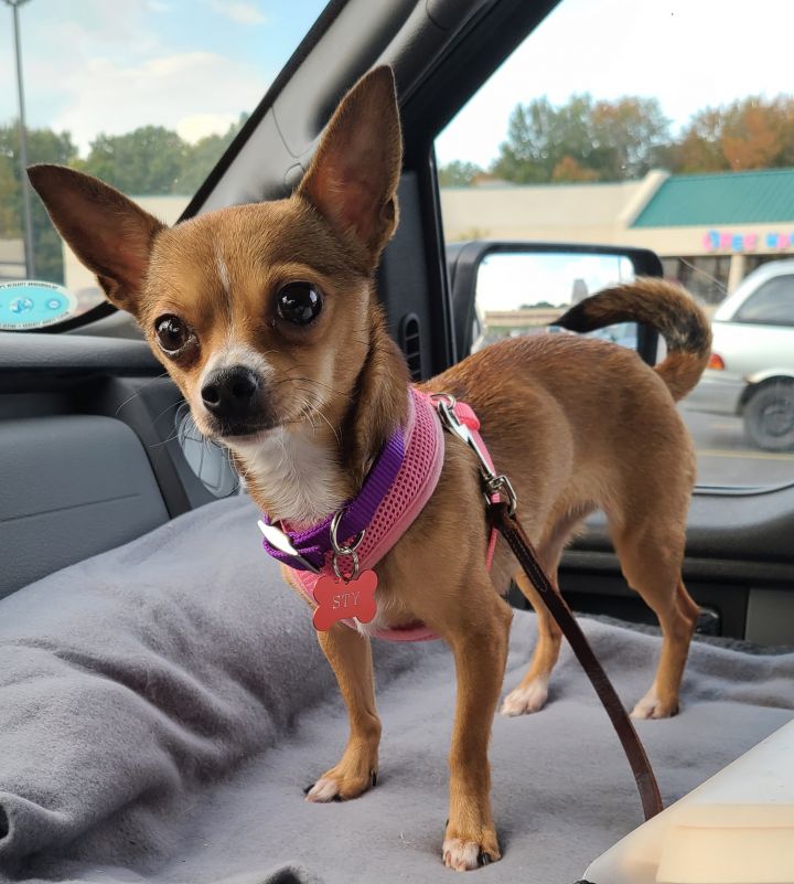 Skye - NOT READY FOR ADOPTION - WE ARE NOT ACCEPTING APPLICATIONS AT THIS TIME, an adoptable Chihuahua in Mentor, OH_image-1