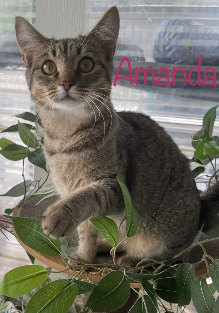 AMANDA, an adoptable Domestic Short Hair in New Bern, NC, 28563 | Photo Image 1