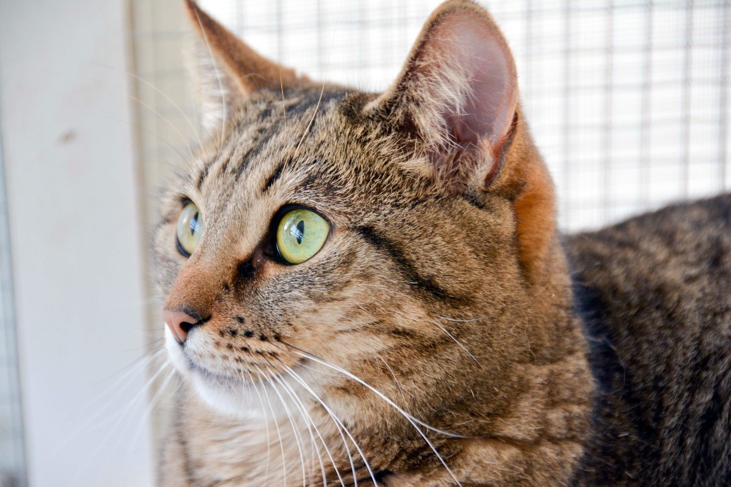 AMANDA, an adoptable Domestic Short Hair in New Bern, NC, 28563 | Photo Image 1