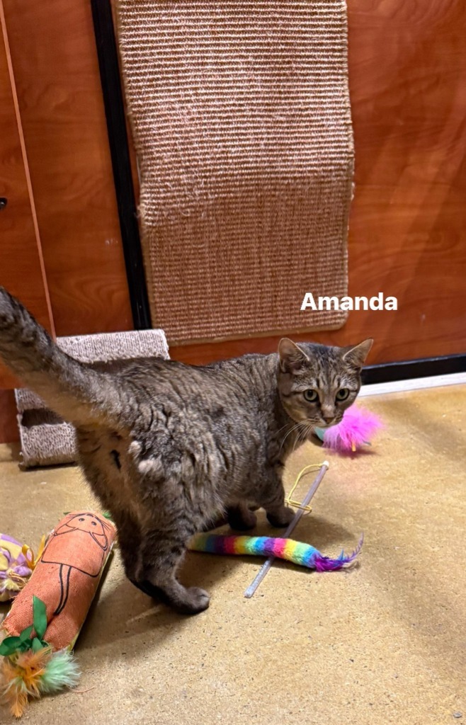 AMANDA, an adoptable Domestic Short Hair in New Bern, NC, 28563 | Photo Image 3