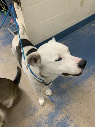 Sam, an adoptable Husky in Inverness, FL, 34450 | Photo Image 2