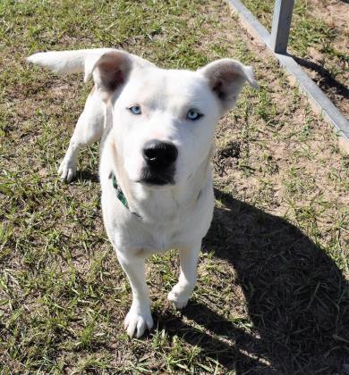 Sam, an adoptable Husky in Inverness, FL, 34450 | Photo Image 4