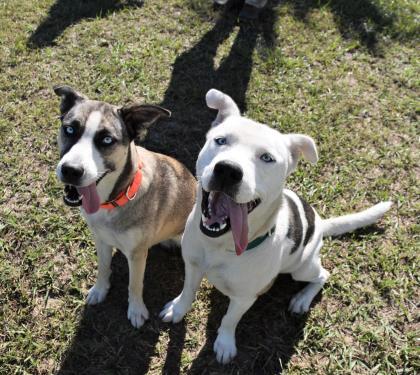 Sam, an adoptable Husky in Inverness, FL, 34450 | Photo Image 6