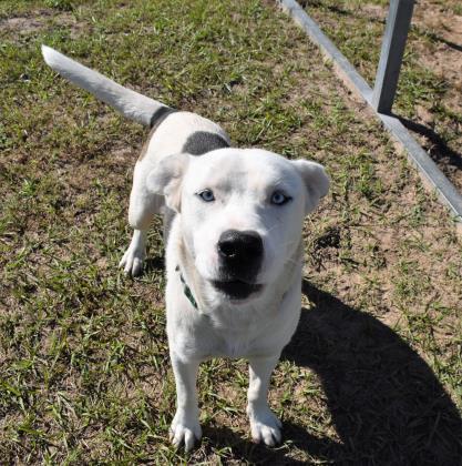 Sam, an adoptable Husky in Inverness, FL, 34450 | Photo Image 8