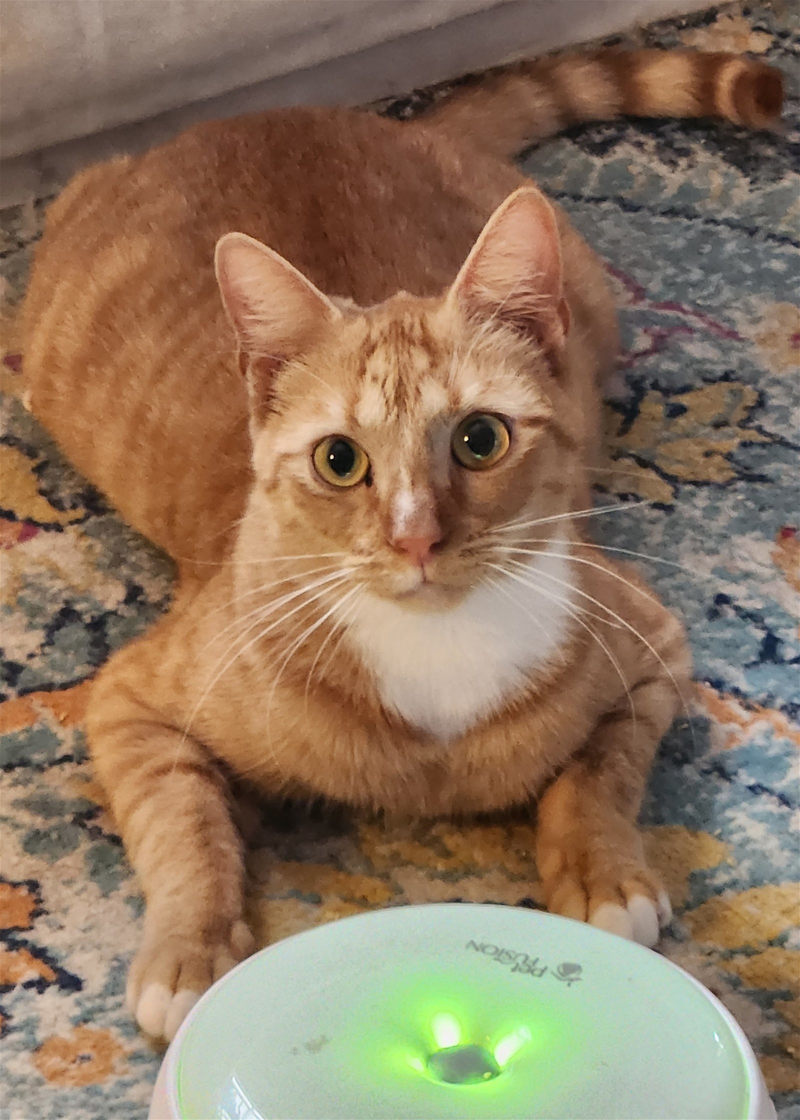 Tangelo, an adoptable Domestic Short Hair in Winter Garden, FL, 34787 | Photo Image 1