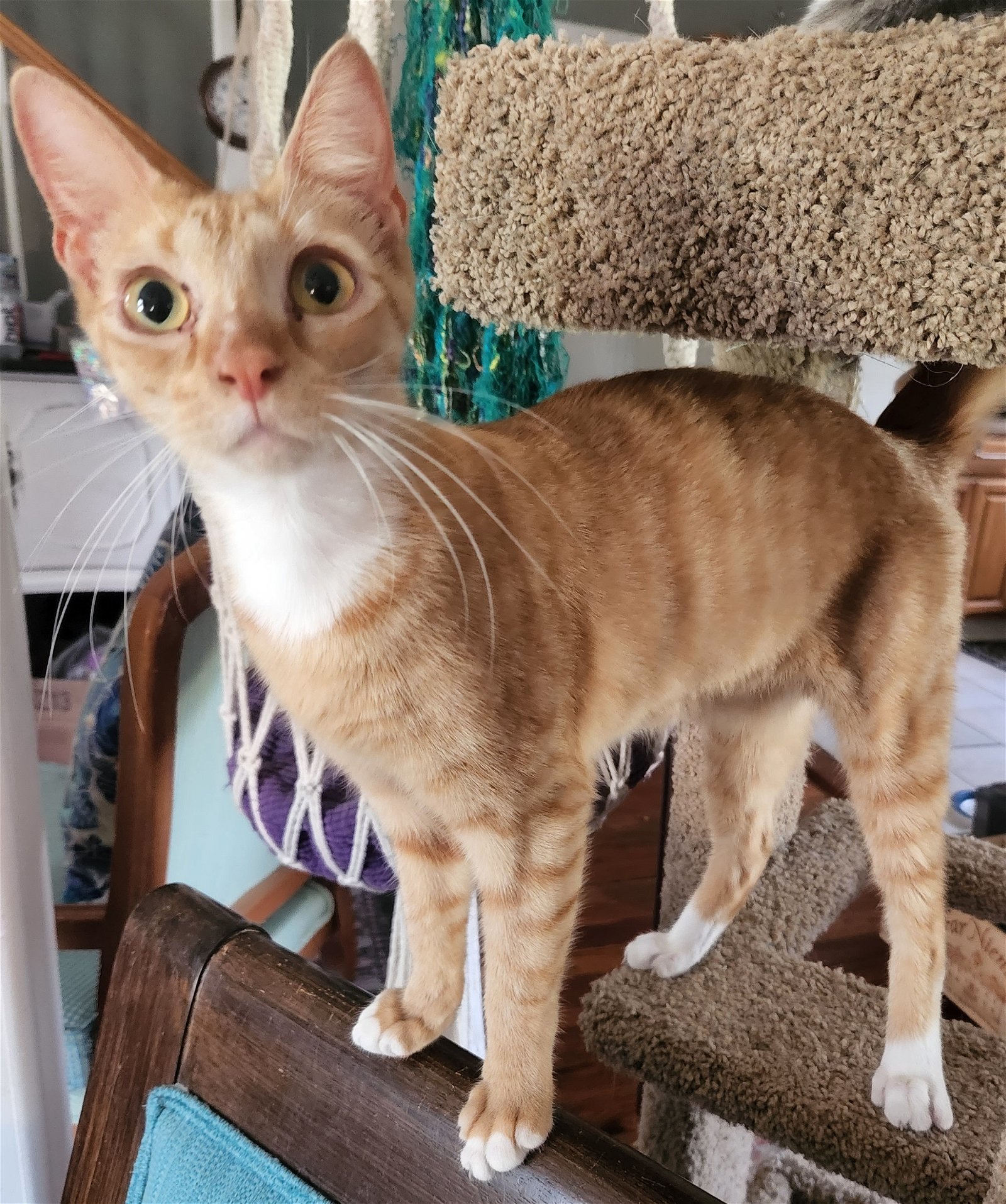 Tangelo, an adoptable Domestic Short Hair in Winter Garden, FL, 34787 | Photo Image 2