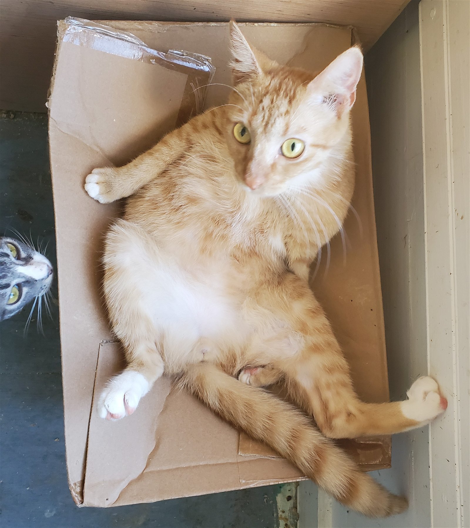 Tangelo, an adoptable Domestic Short Hair in Winter Garden, FL, 34787 | Photo Image 3