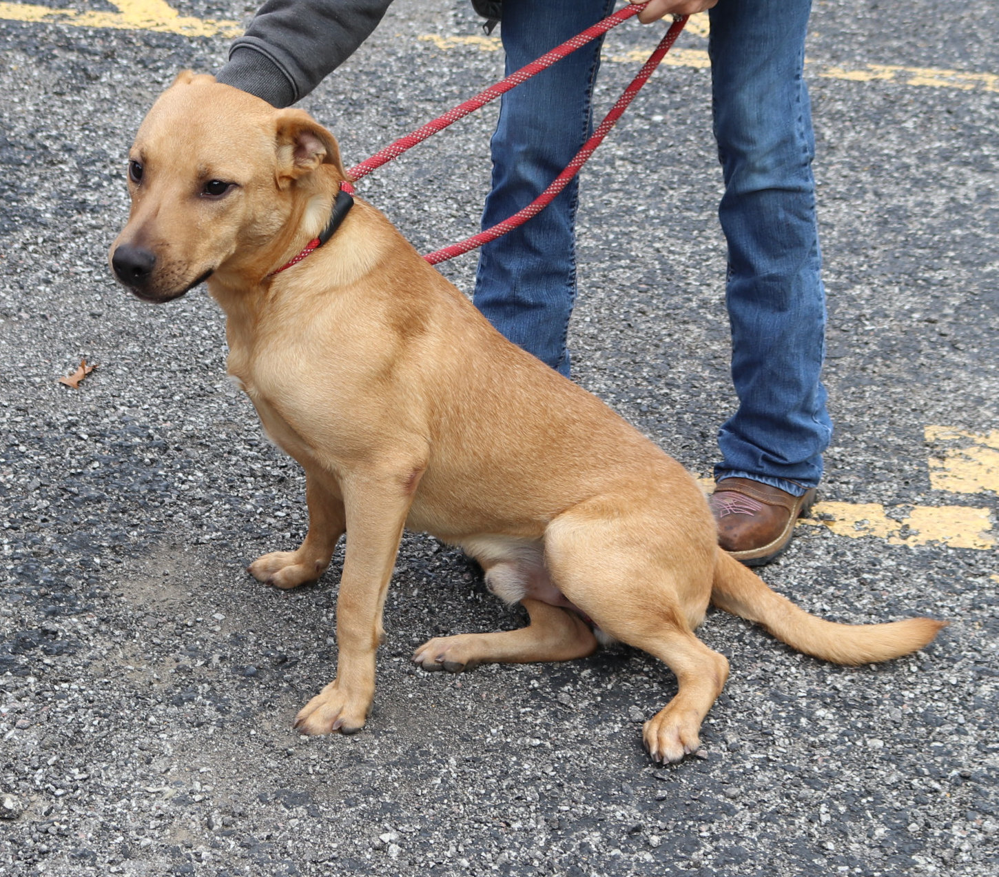 Igor, an adoptable Terrier in Reeds Spring, MO, 65737 | Photo Image 3