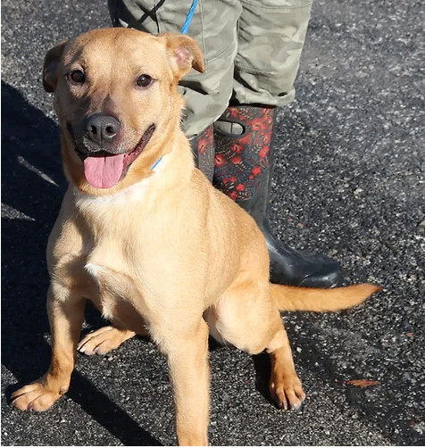 Igor, an adoptable Terrier in Reeds Spring, MO, 65737 | Photo Image 1