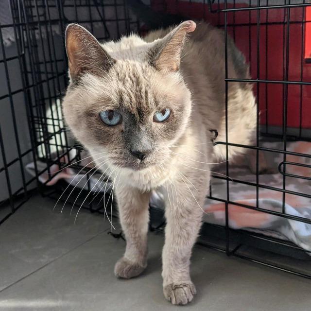 Jade, an adoptable Siamese in North Haven, CT, 06473 | Photo Image 1