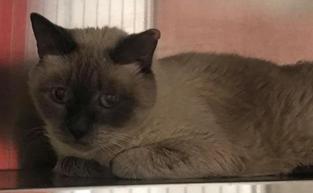Jade, an adoptable Siamese in North Haven, CT, 06473 | Photo Image 3
