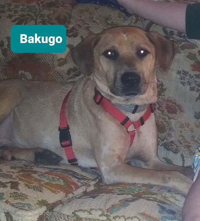 Bakugo 1
