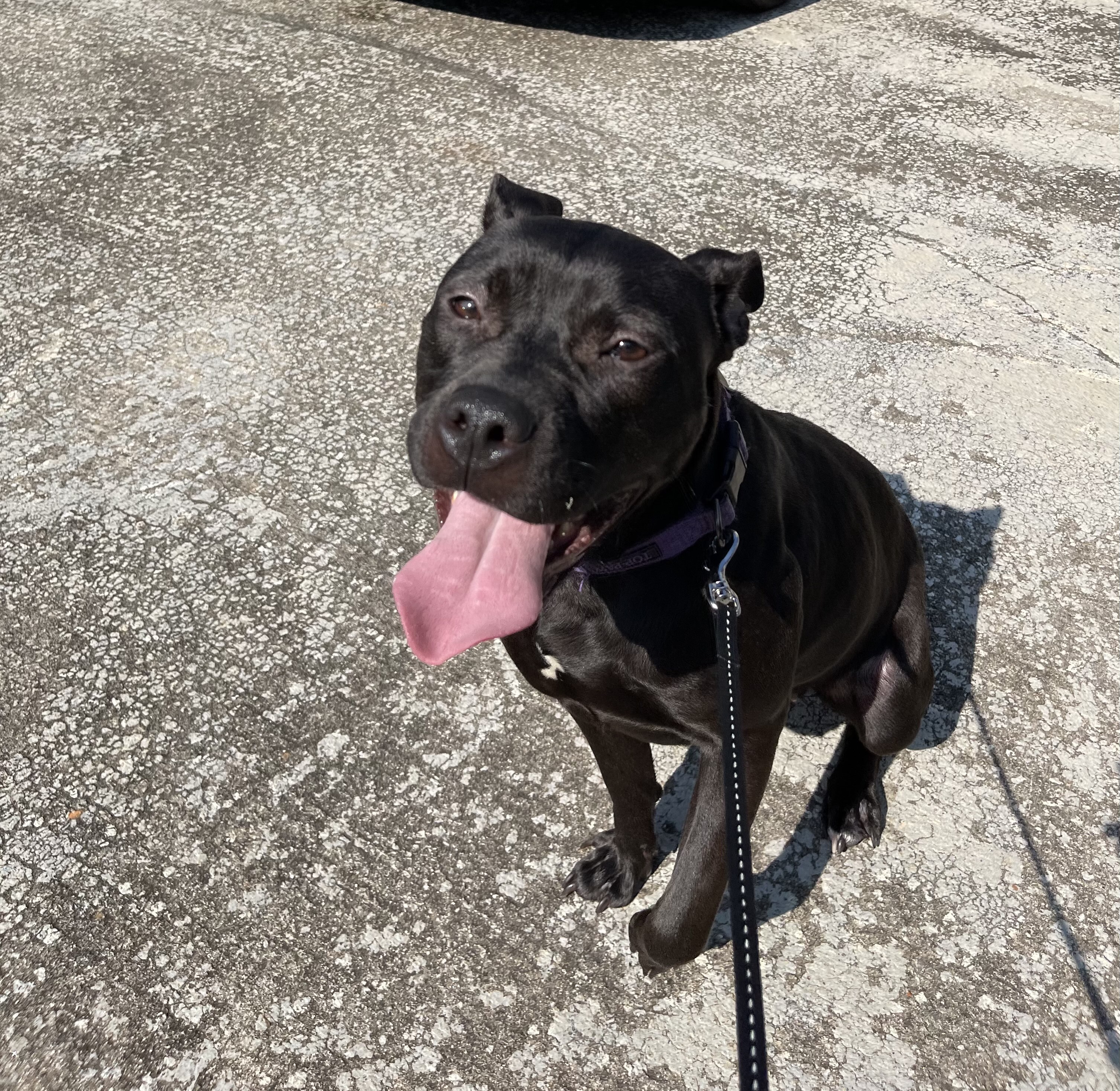 Luna (In a foster home), an adoptable Pit Bull Terrier in Baton Rouge, LA, 70820 | Photo Image 2