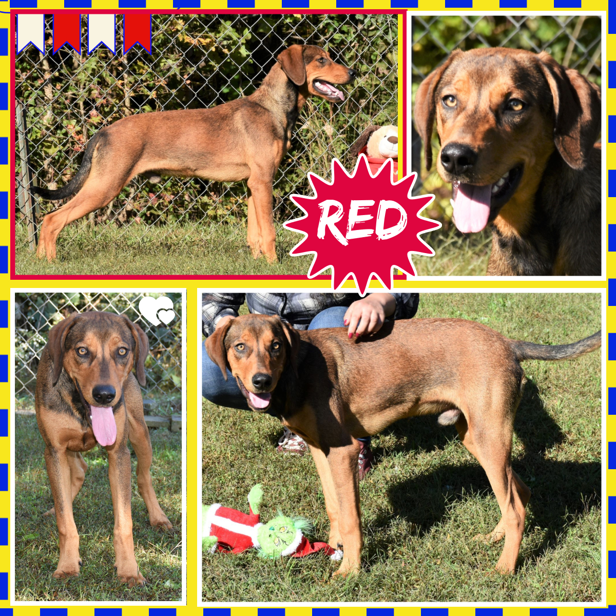 Red, an adoptable Hound in Wedowee, AL, 36278 | Photo Image 1