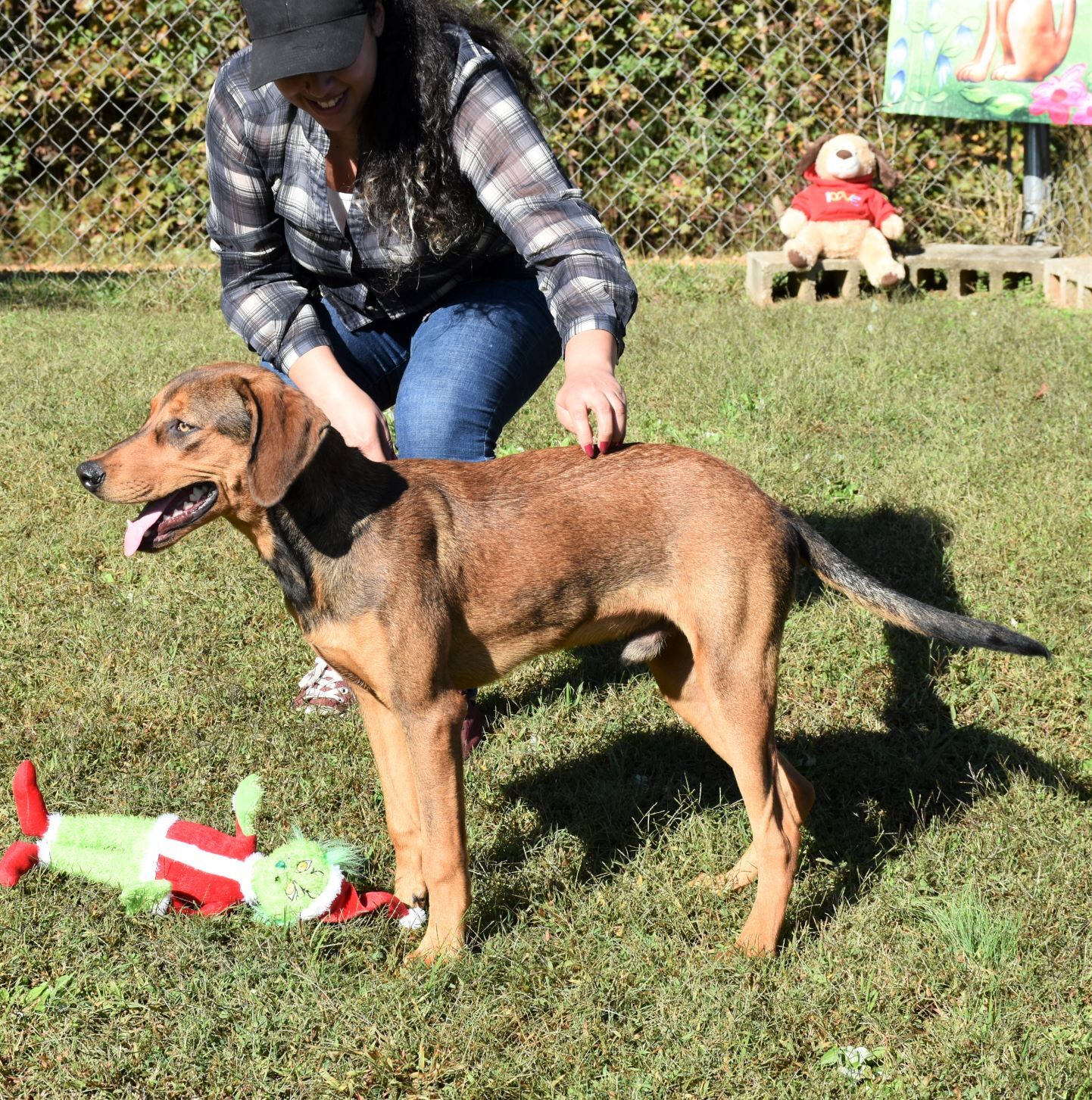 Red, an adoptable Hound in Wedowee, AL, 36278 | Photo Image 3