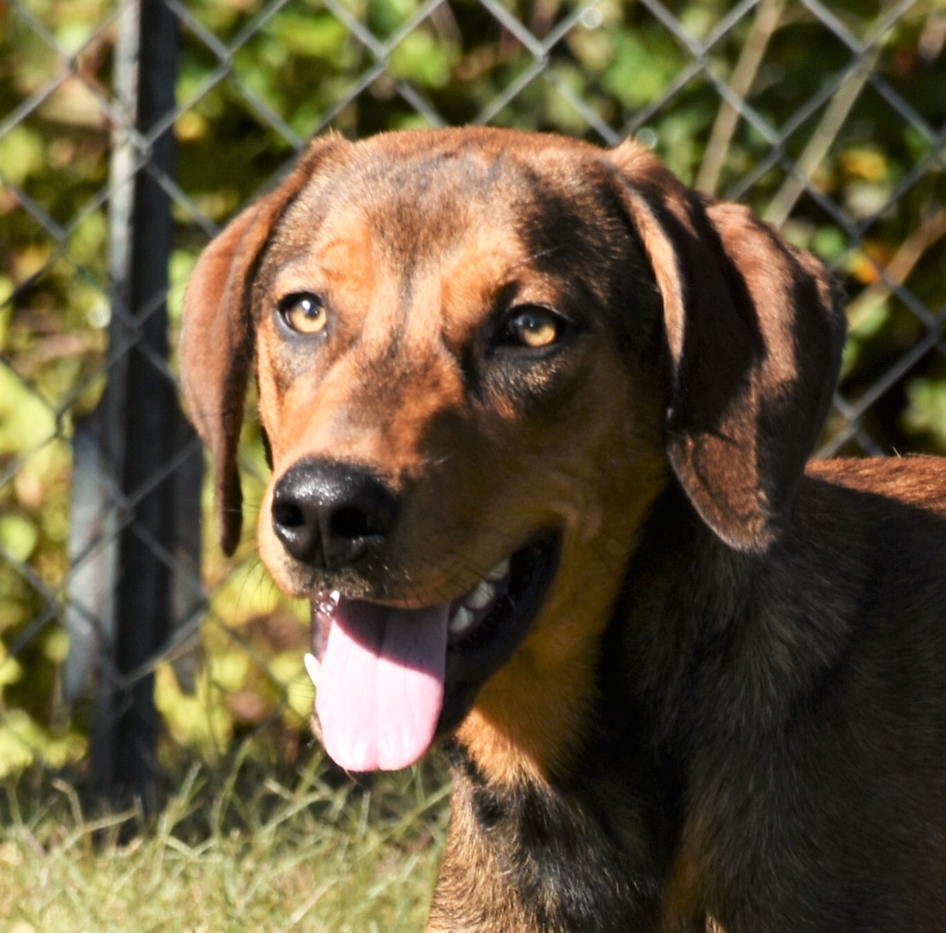 Red, an adoptable Hound in Wedowee, AL, 36278 | Photo Image 5