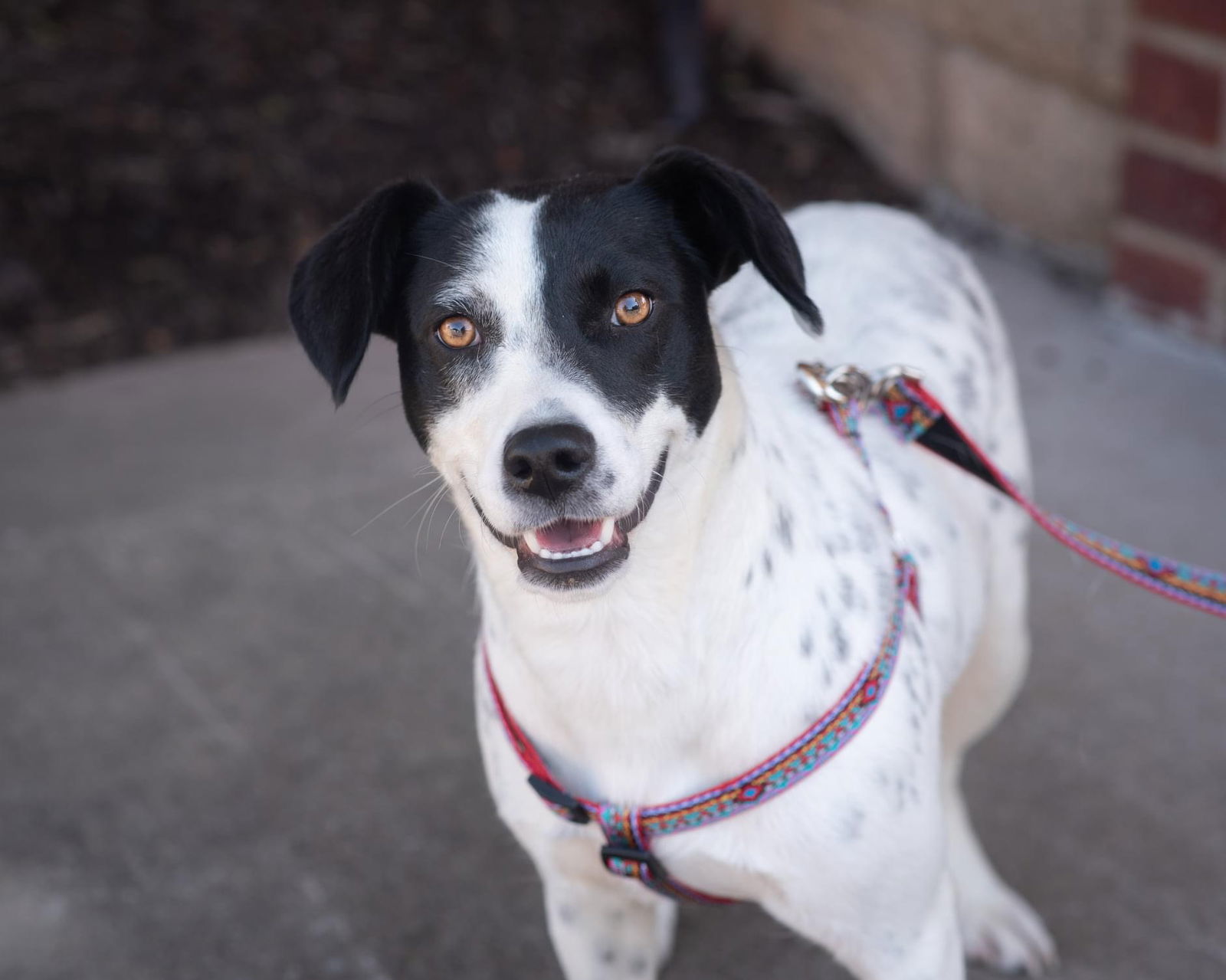 SAMMIE, an adoptable Dalmatian, Labrador Retriever in Southaven, MS, 38672 | Photo Image 1