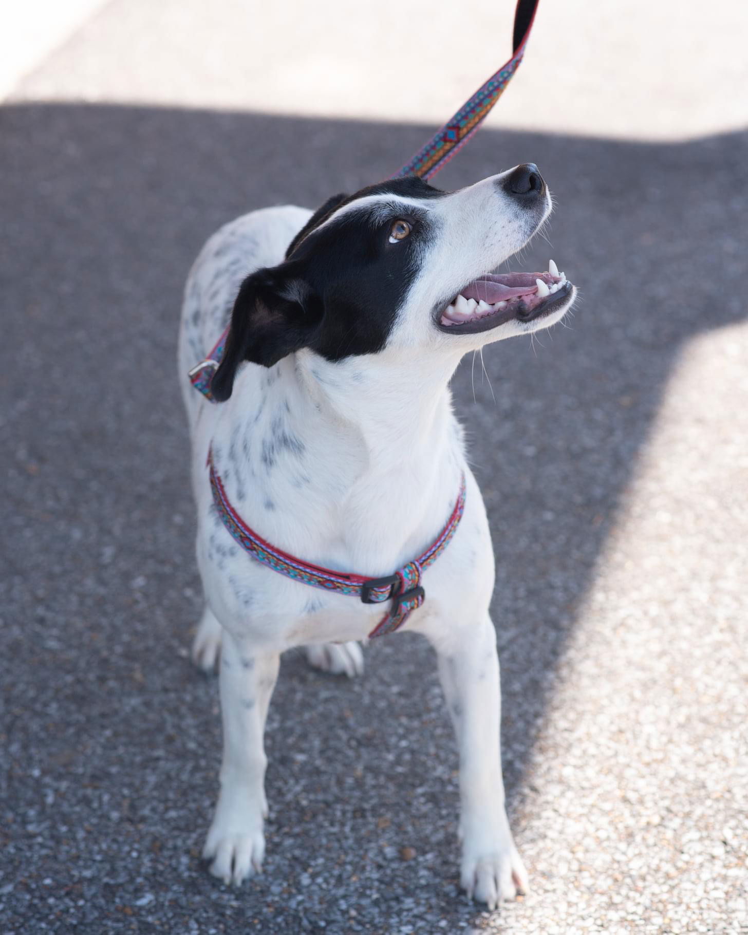 SAMMIE, an adoptable Dalmatian, Labrador Retriever in Southaven, MS, 38672 | Photo Image 2