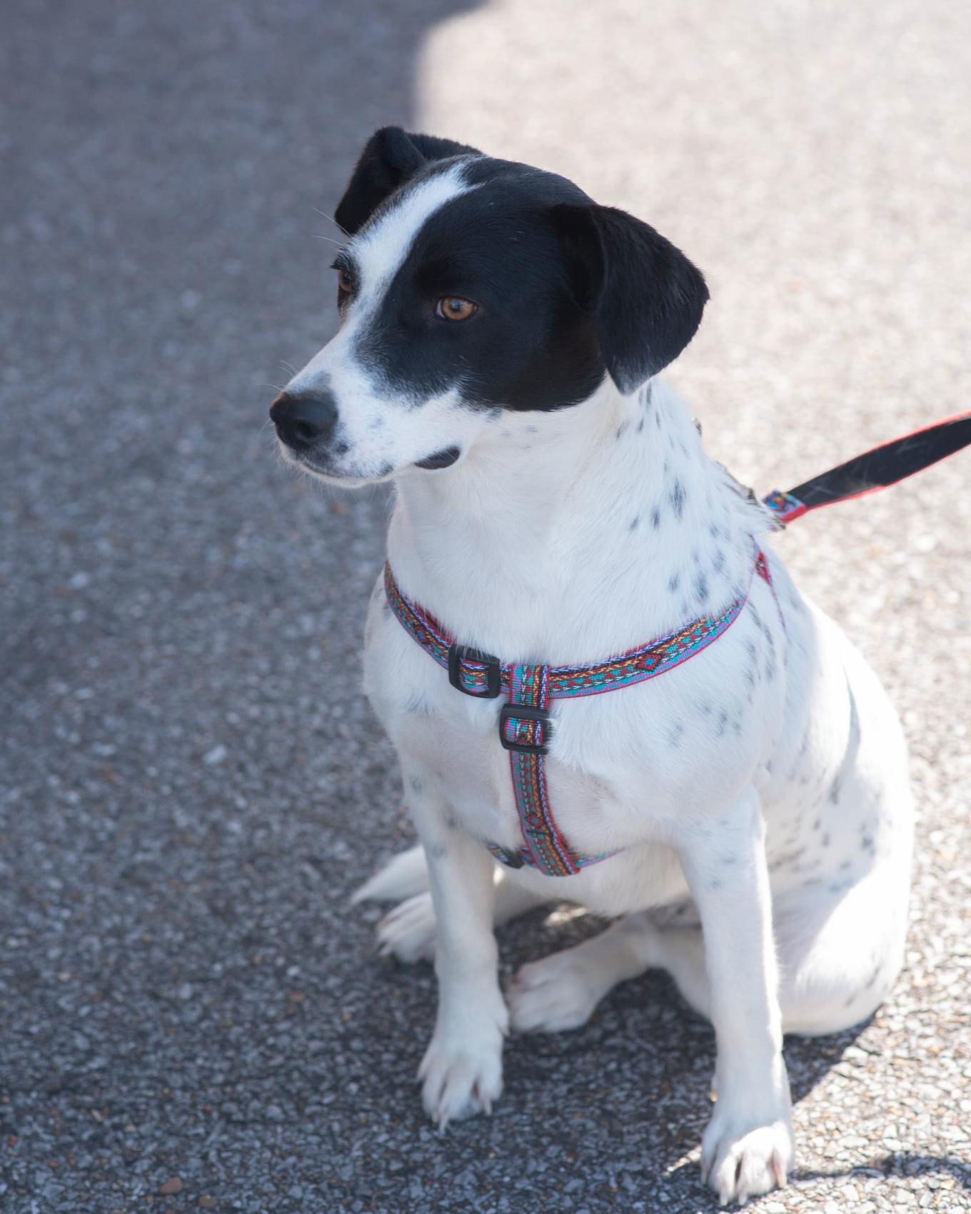 SAMMIE, an adoptable Dalmatian, Labrador Retriever in Southaven, MS, 38672 | Photo Image 3