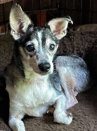 Edwin, an adopted Fox Terrier Mix in Avon, IN_image-2