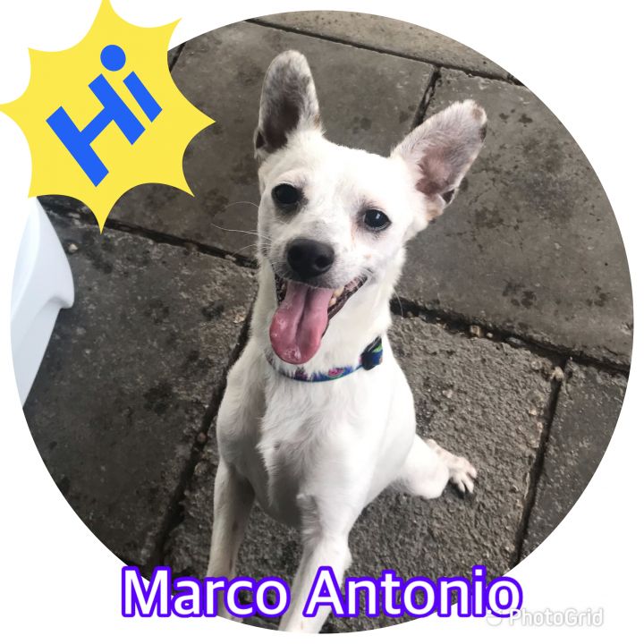 Marco Antonio , an adoptable Chihuahua & Terrier Mix in Hollywood, FL_image-1