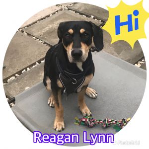 Reagan Lynn