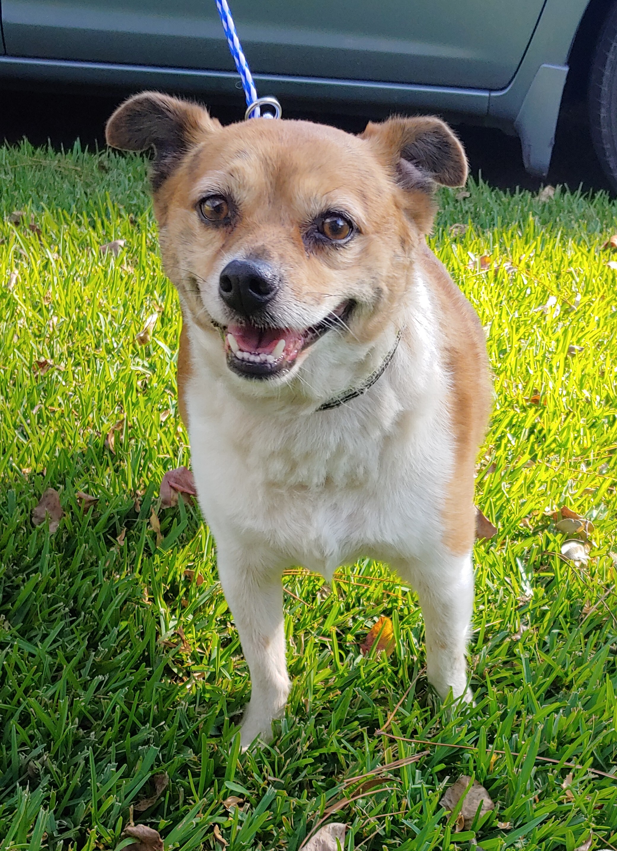 Jack, an adoptable Chihuahua in Baton Rouge, LA, 70816 | Photo Image 2