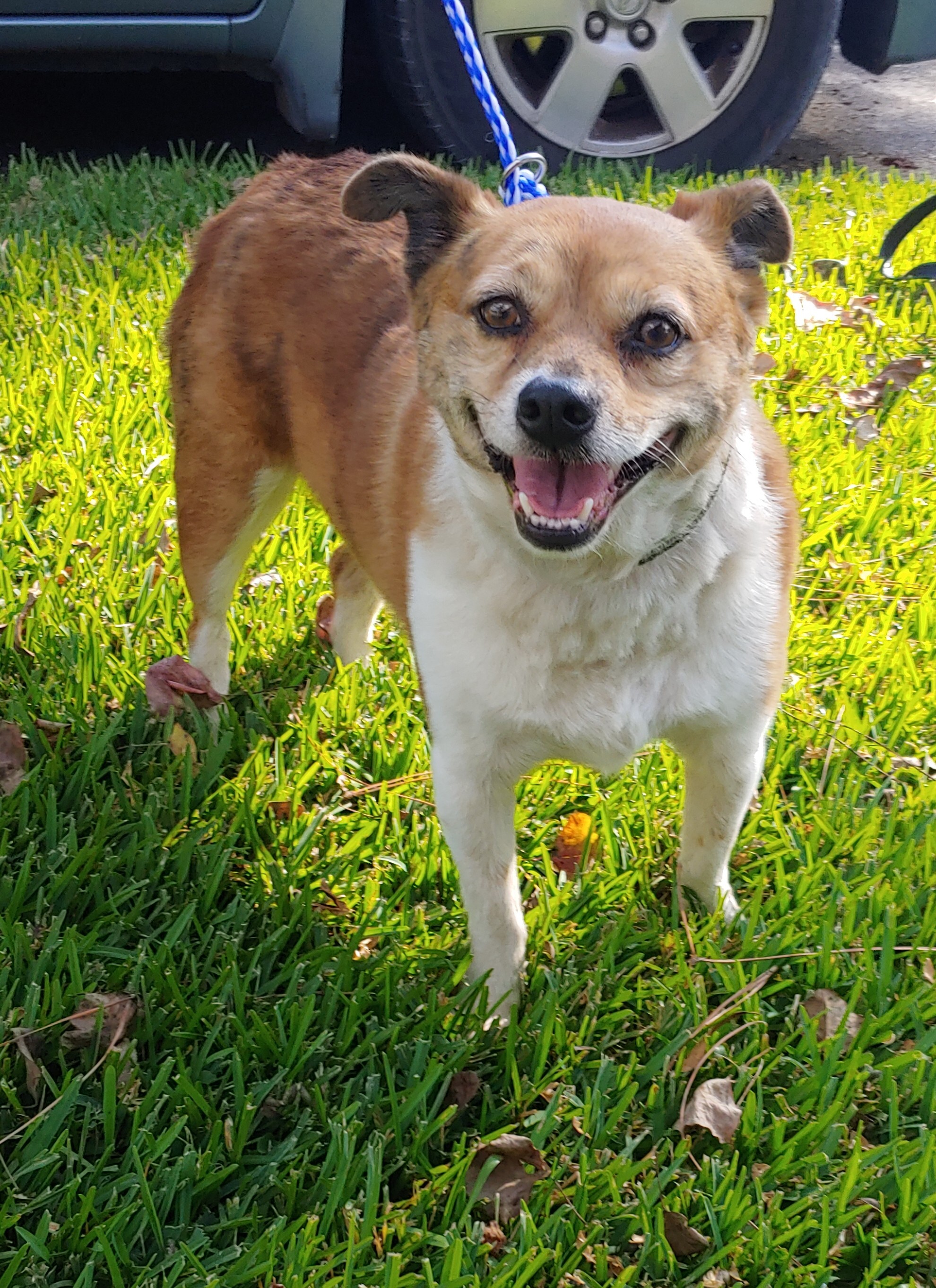 Jack, an adoptable Chihuahua in Baton Rouge, LA, 70816 | Photo Image 1