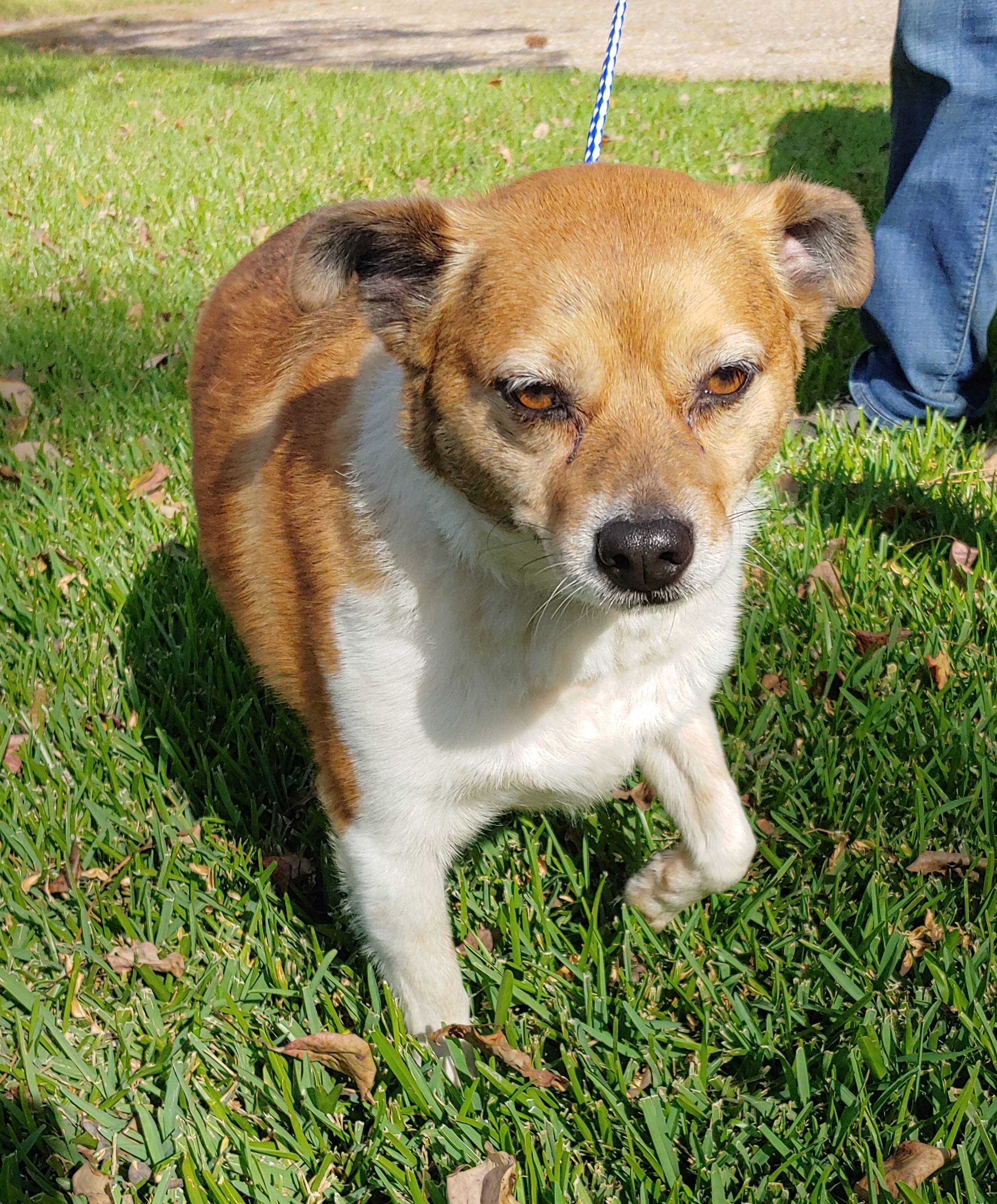 Jack, an adoptable Chihuahua in Baton Rouge, LA, 70816 | Photo Image 3