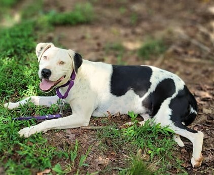 Knox, an adoptable Pit Bull Terrier in Landrum, SC, 29356 | Photo Image 3