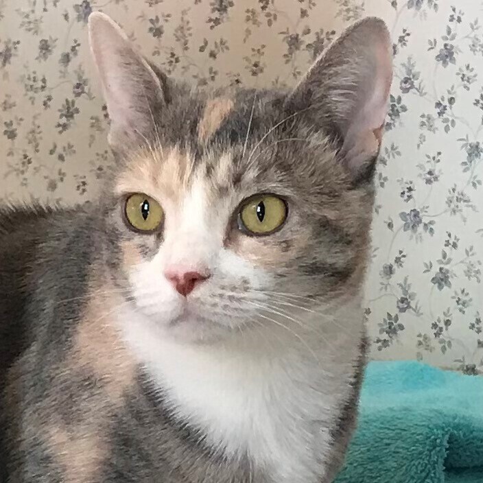 Catalina, an adoptable Calico in Central Falls, RI, 02863 | Photo Image 2