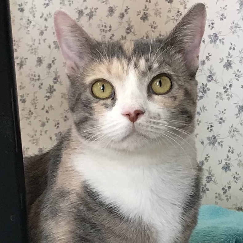 Catalina, an adoptable Calico in Central Falls, RI, 02863 | Photo Image 1