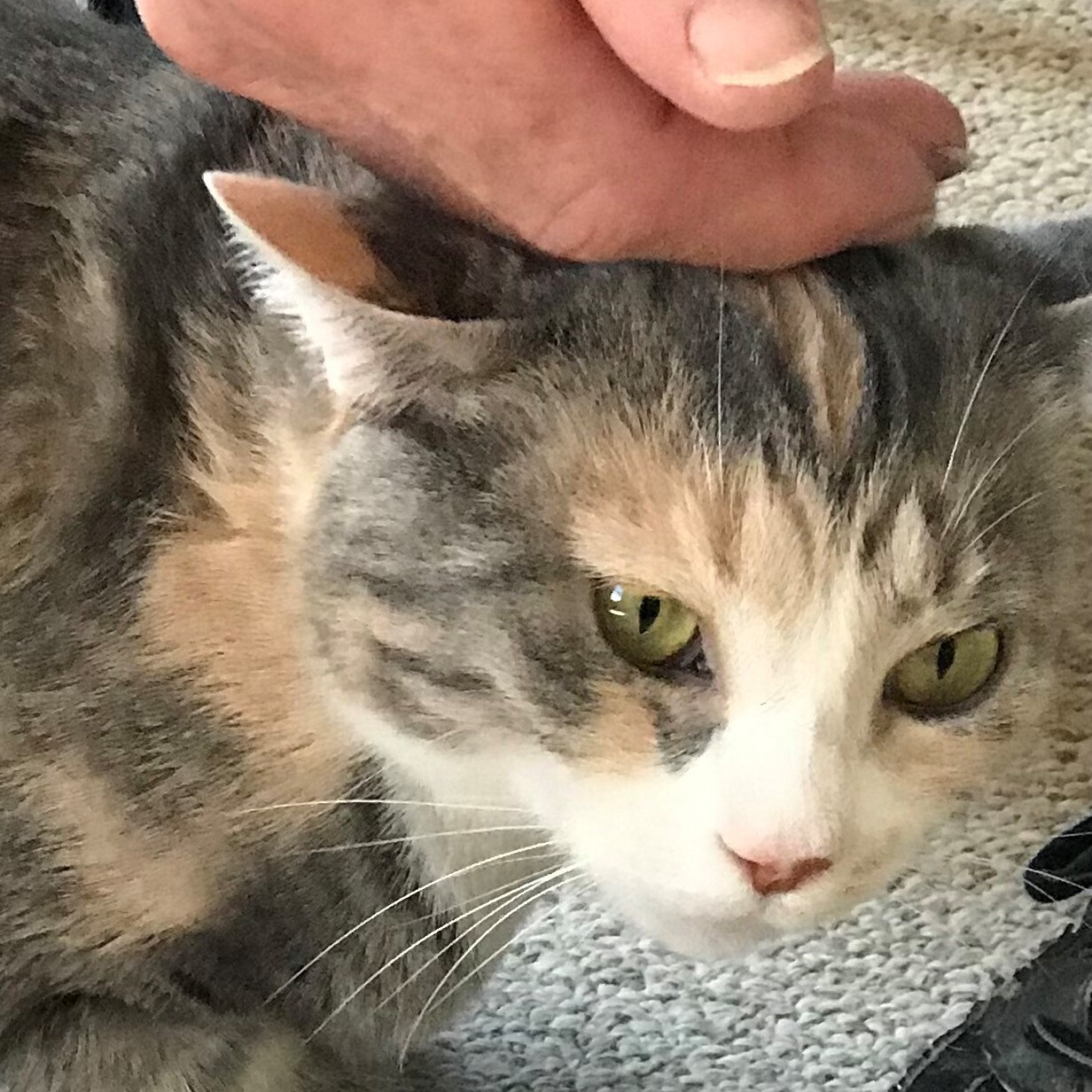 Catalina, an adoptable Calico in Central Falls, RI, 02863 | Photo Image 5