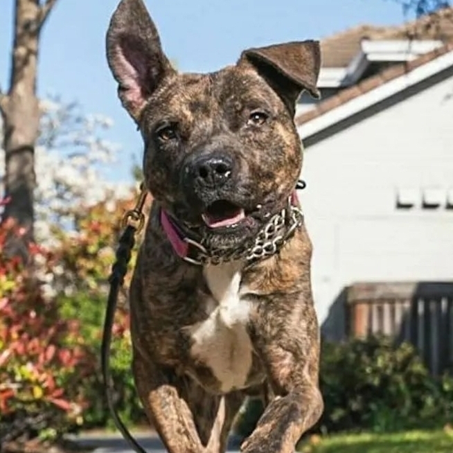 Cayden, an adoptable Mixed Breed, Boxer in Oakland, CA, 94611 | Photo Image 2