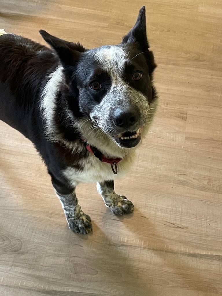 Billy, an adoptable Cattle Dog in Greenwood, IN, 46142 | Photo Image 1