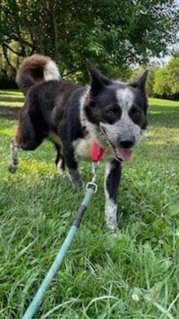 Billy, an adoptable Cattle Dog in Greenwood, IN, 46142 | Photo Image 2