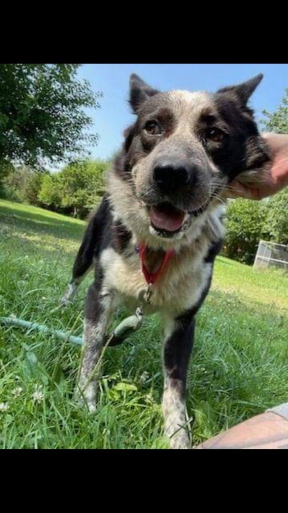 Billy, an adoptable Cattle Dog in Greenwood, IN, 46142 | Photo Image 3