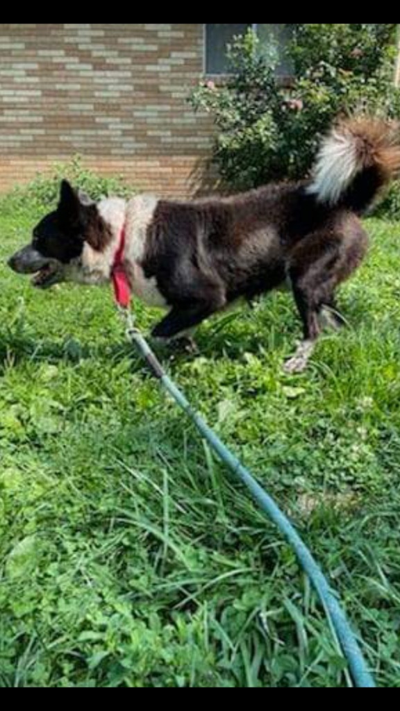 Billy, an adoptable Cattle Dog in Greenwood, IN, 46142 | Photo Image 4