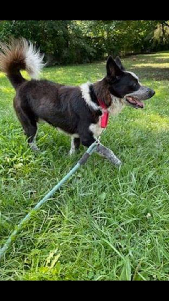 Billy, an adoptable Cattle Dog in Greenwood, IN, 46142 | Photo Image 5