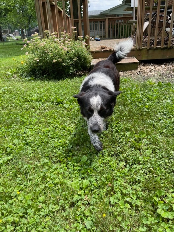 Billy, an adoptable Cattle Dog in Greenwood, IN, 46142 | Photo Image 6