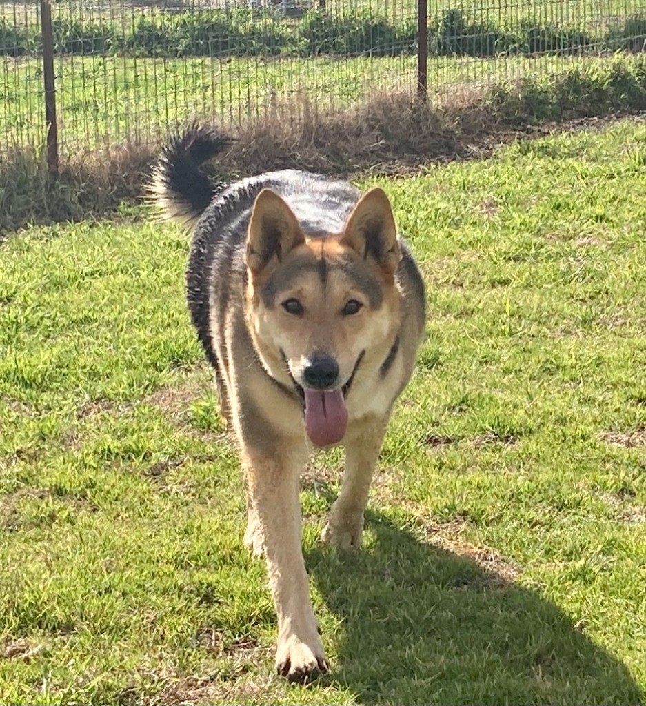 Carol Anne, an adoptable Shepherd in Quinlan, TX, 75474 | Photo Image 1