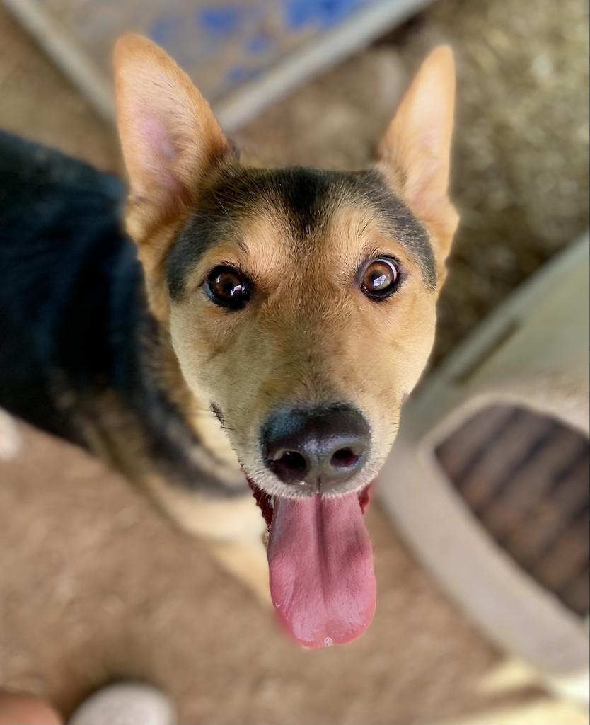 Carol Anne, an adoptable Shepherd in Quinlan, TX, 75474 | Photo Image 2