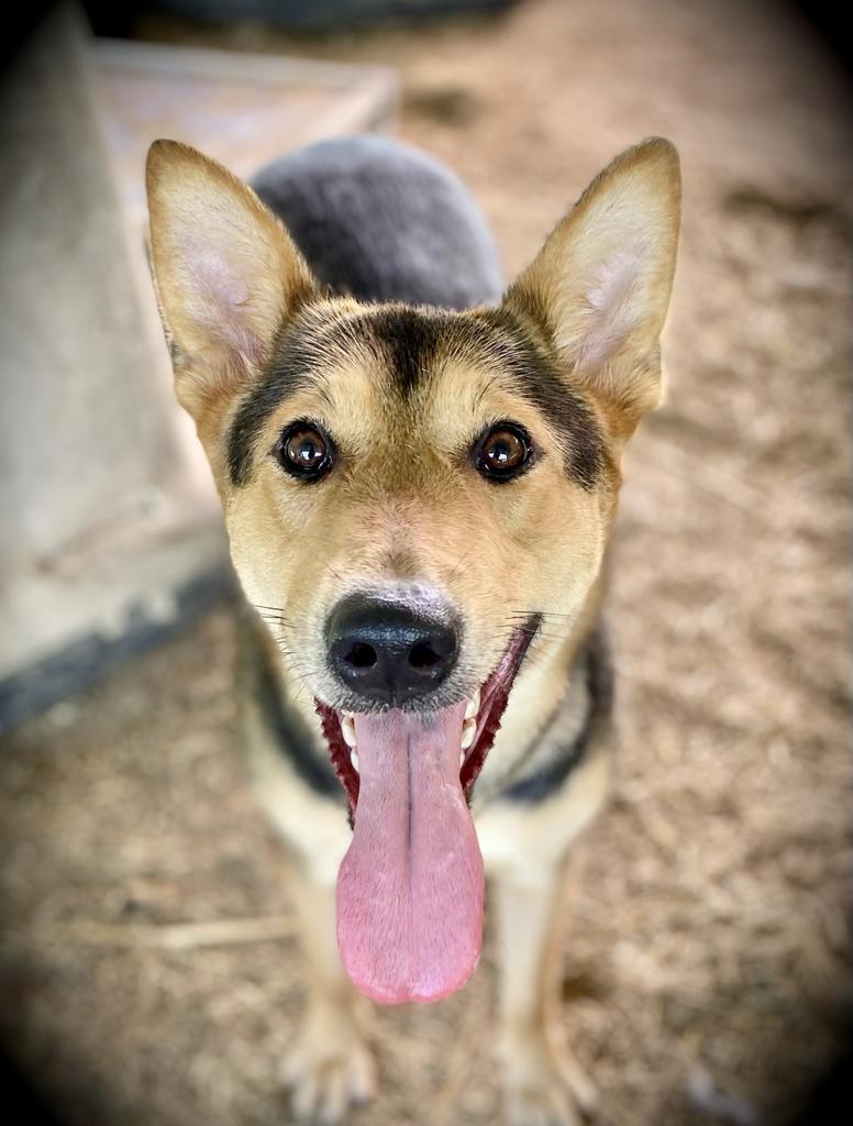 Carol Anne, an adoptable Shepherd in Quinlan, TX, 75474 | Photo Image 3