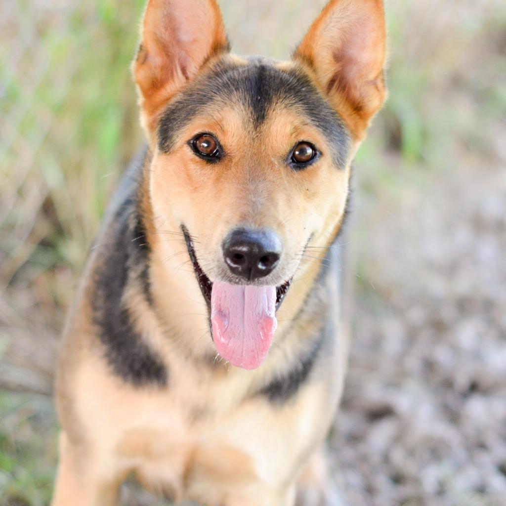 Carol Anne, an adoptable Shepherd in Quinlan, TX, 75474 | Photo Image 4