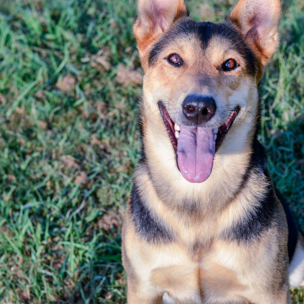 Carol Anne, an adoptable Shepherd in Quinlan, TX, 75474 | Photo Image 5