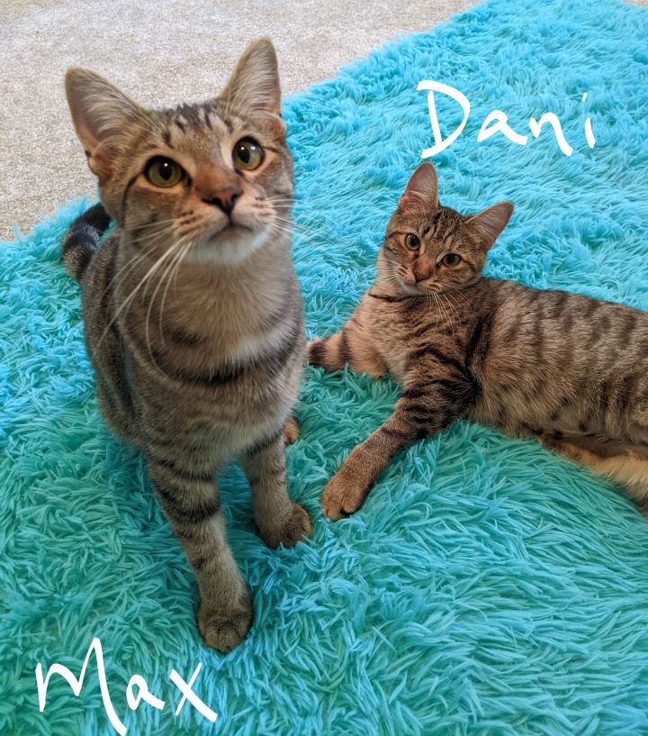 Max & Dani, bonded pair, an adopted Domestic Short Hair & Tabby Mix in Rustburg, VA_image-2
